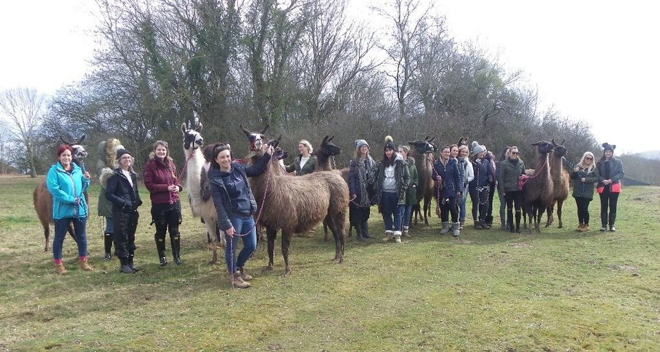 Llama Trekking